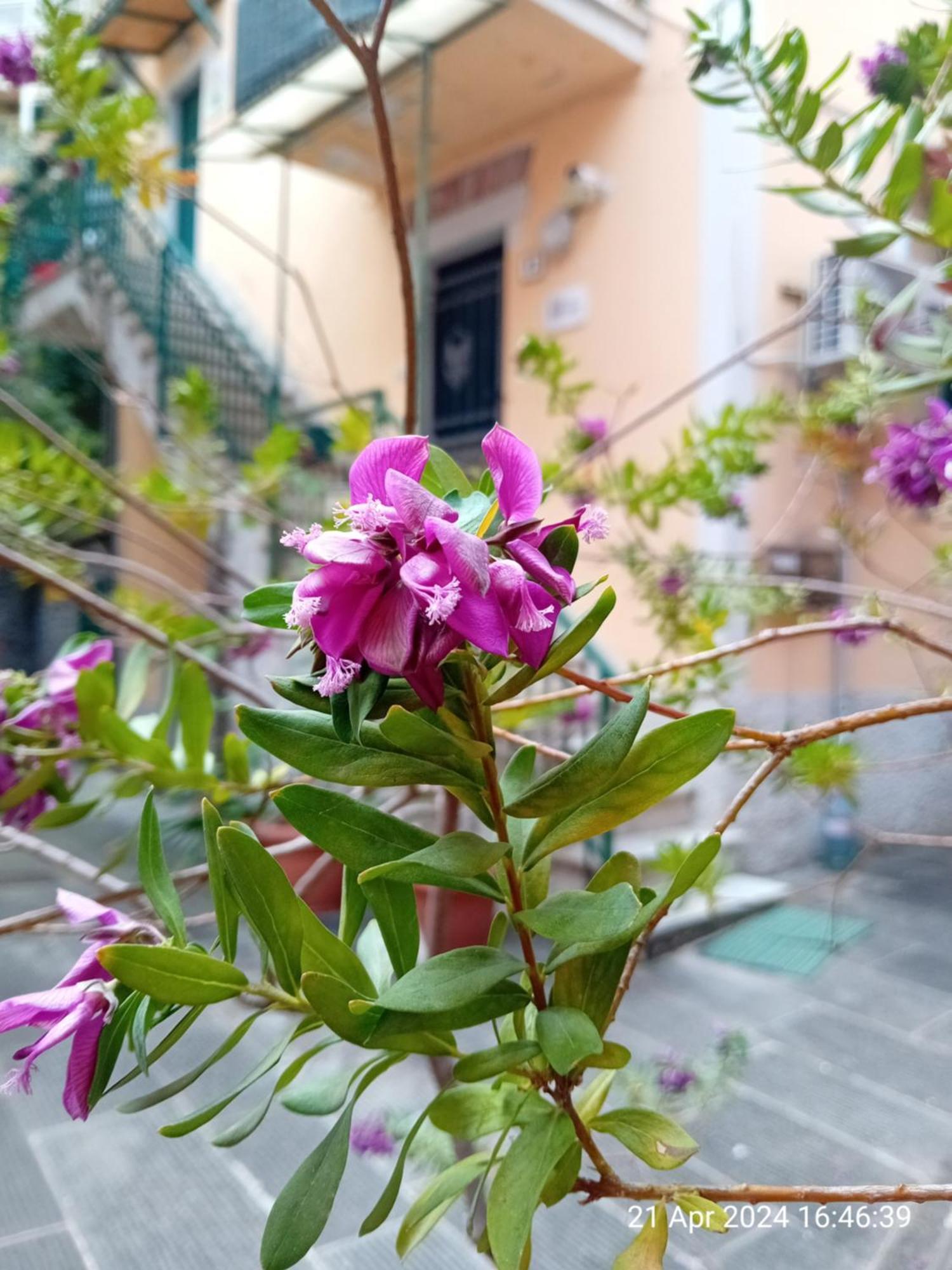 Appartamento Il Vicolo La Spezia Cinque Terre Εξωτερικό φωτογραφία